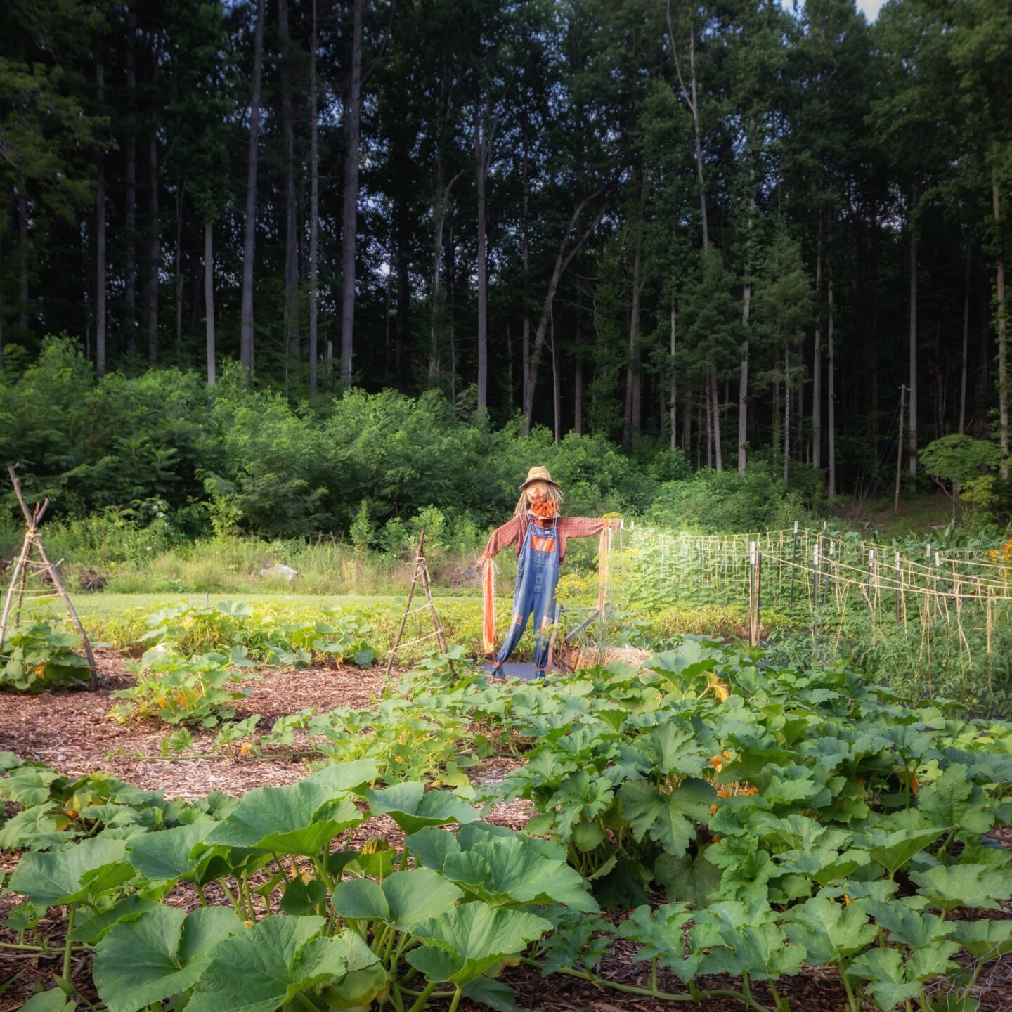 Summer Garden